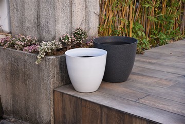 Zitronenbäume mit Samen pflanzen