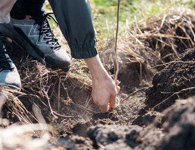 Verspielt Schritte zu Graben Durch Wurzeln