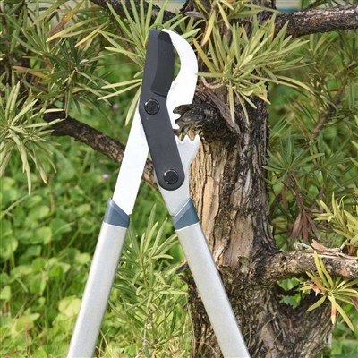 Das beste Werkzeug zum Beschneiden von Ästen sind Bypass-Astscheren