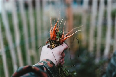 Die Kunst des Unkrautjätens meistern: Eine Anleitung zur Verwendung eines Unk...